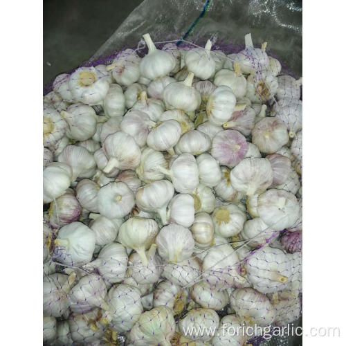 New Season Fresh Garlic 2019